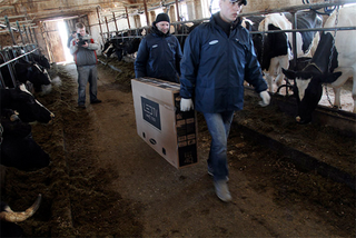 Illustration for article titled Russian Cows Watch Samsung LED TV While You're Stuck With Your 32-Inch Coby
